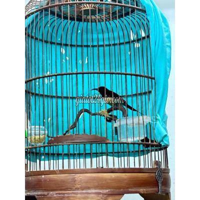 Chim ( Vật nuôi ) - quận 12 - hồ chí minh | bộ đà lạt bụng trắng chim ...