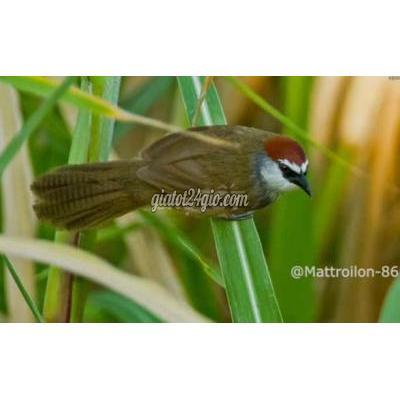 chim cảnh - tân uyên - bình dương | Khứu bụi đầu ...