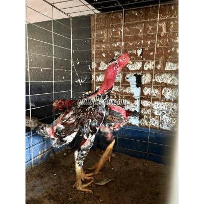 Gà ( Vật nuôi ) - quận 12 - hồ chí minh | Tơ Zin dòng hầu tai vai ...