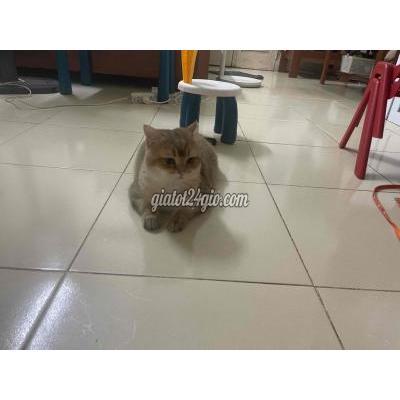 Mèo ( Vật nuôi ) - ba đình - hà nội | Pass lại e mèo anh kèm máy vệ sinh- ăn ...