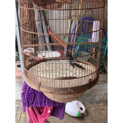 Chim ( Vật nuôi ) - thủ đức - hồ chí minh | Chim ...