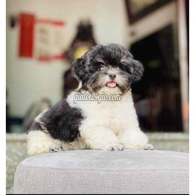 vật nuôi thú cưng - quận 12 - hồ chí minh | Chó Poodle Cái 8tháng Panda Tyni 2kg Thuần ...