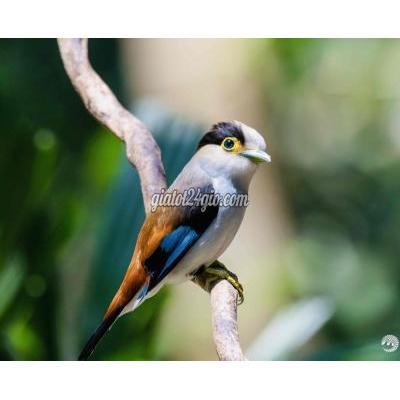 chim cảnh - gò vấp - hồ chí minh | Chim Serilophus lunatus Tuyệt Sắc Trong Dòng ...