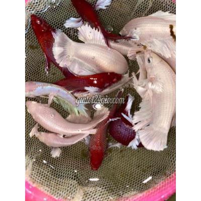 vật nuôi thú cưng - giồng trôm - bến tre | Betta đumbo bầy giá chỉ 5k 1 ...