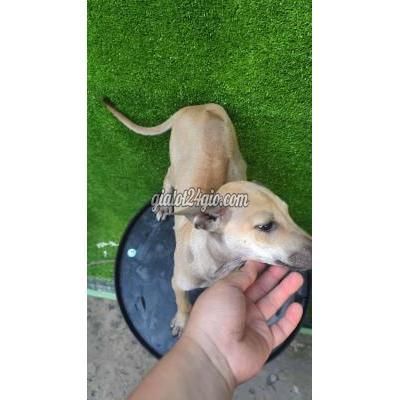 vật nuôi thú cưng - quận 12 - hồ chí minh | Chó Phú Quốc Vàng ...