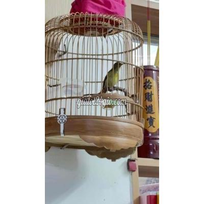 Chim ( Vật Nuôi ) Quận 12 - Hồ Chí Minh Chim ( Vật Nuôi ) Quận 12 - Hồ Chí Minh