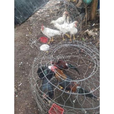Gà ( Vật nuôi ) - nhà bè - hồ chí minh | Gà đá đỗ ra ae nguyên bầy 9 ...