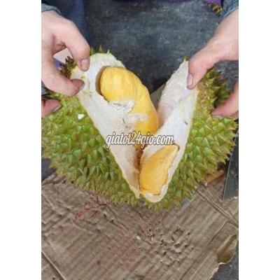 trái cây - quận 12 - hồ chí minh | SẦU RIÊNG RI6 CHÍN CÂY ...