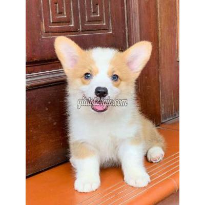 vật nuôi thú cưng - hoàng mai - hà nội | Chó Corgi thuần chủn Mông bự béo ú ...
