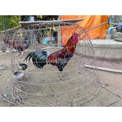 Gà ( Vật nuôi ) - mỏ cày nam - bến tre | Gà 3k2 Tơ lông mới, bổn ăn độ ...