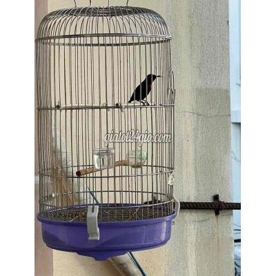 Chim ( Vật nuôi ) - bình tân - hồ chí minh | 7 màu 2 ...