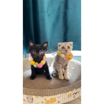 Mèo ( Vật nuôi ) - quận 7 - hồ chí minh | cần tìm nhà mới cho 2 bé ...