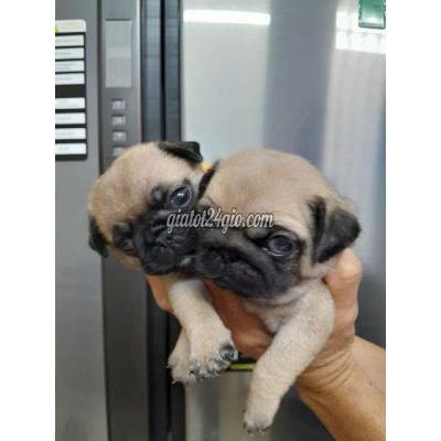 vật nuôi thú cưng - thủ đức - hồ chí minh | PUG CHÂN LUN MĂT XÊ THUÂN ...