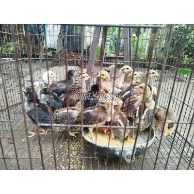Gà ( Vật Nuôi ) Châu Thành - Tiền Giang Gà ( Vật Nuôi ) Châu Thành - Tiền Giang