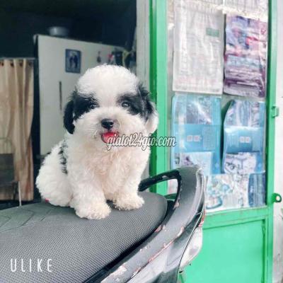 Vật Nuôi Thú Cưng Gò Vấp - Hồ Chí Minh Vật Nuôi Thú Cưng Gò Vấp - Hồ Chí Minh