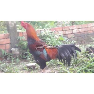 Gà ( Vật Nuôi ) Long Hồ - Vĩnh Long Gà ( Vật Nuôi ) Long Hồ - Vĩnh Long