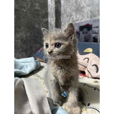 Mèo ( Vật Nuôi ) Nhà Bè - Hồ Chí Minh Mèo ( Vật Nuôi ) Nhà Bè - Hồ Chí Minh
