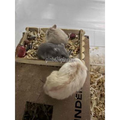 Vật Nuôi Thú Cưng Quận 12 - Hồ Chí Minh Vật Nuôi Thú Cưng Quận 12 - Hồ Chí Minh