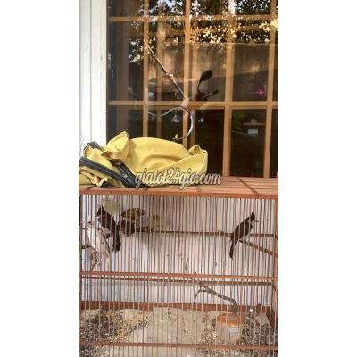 Chim ( Vật nuôi ) - thủ đức - hồ chí minh | Cả cặp chim con gen bạch đã tự mổ ăn ...