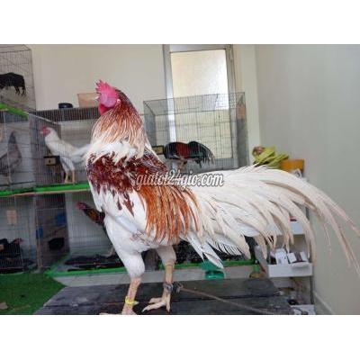 Gà ( Vật nuôi ) - quận 8 - hồ chí minh | Bướm đỏ thái mỹ 7th trạng trên ...