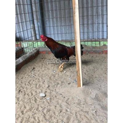 Gà ( Vật nuôi ) - biên hòa - đồng nai | GÀ TRE LOẠI GIỎI DÀNH CHO AE TIN ...