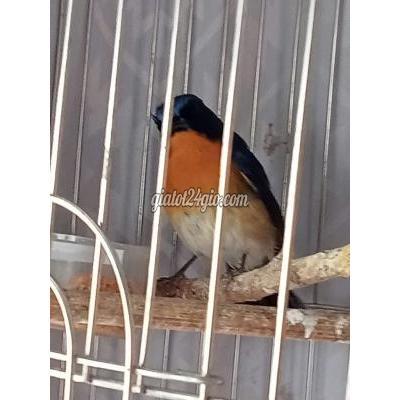 chim cảnh - hoàng mai - hà nội | HỒNG HẠNH THUẦN MAU ...