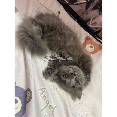 mèo vật nuôi thú cưng - quận 1 - hồ chí minh | Mèo ...