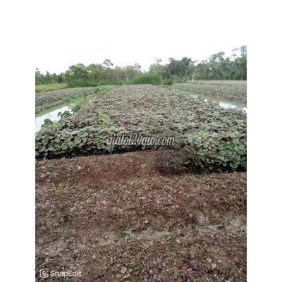 Đất Nông Nghiệp Châu Thành - Tiền Giang Đất Nông Nghiệp Châu Thành - Tiền Giang