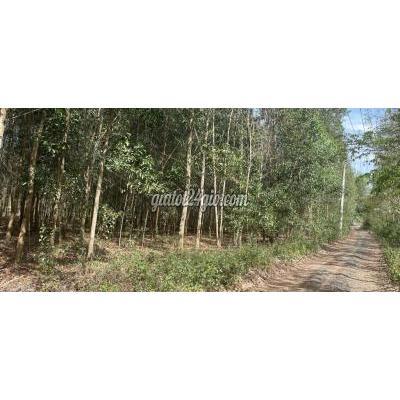 Đất Nông Nghiệp Xuân Lộc - Đồng Nai Đất Nông Nghiệp Xuân Lộc - Đồng Nai