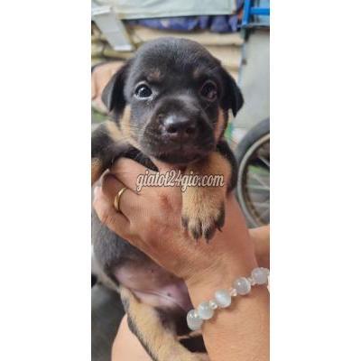 vật nuôi thú cưng - thủ đức - hồ chí minh | Cún con cần tìm nhà ...