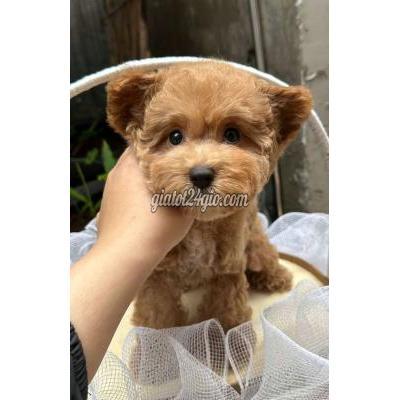 Vật Nuôi Thú Cưng Gò Vấp - Hồ Chí Minh Vật Nuôi Thú Cưng Gò Vấp - Hồ Chí Minh