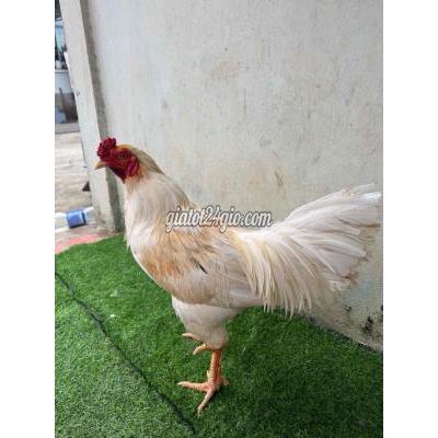 Gà ( Vật Nuôi ) Sa Đéc - Đồng Tháp Gà ( Vật Nuôi ) Sa Đéc - Đồng Tháp
