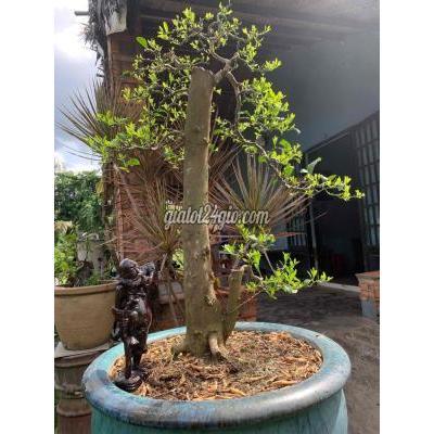 Cây Cảnh Cũ Thủ Đức - Hồ Chí Minh Cây Cảnh Cũ Thủ Đức - Hồ Chí Minh