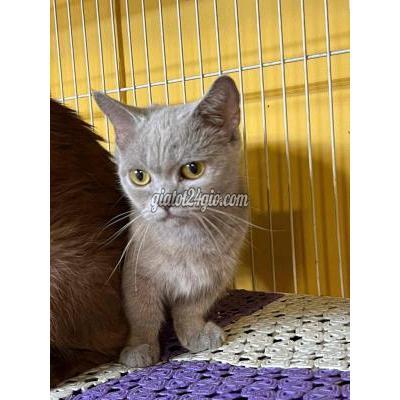 Mèo ( Vật Nuôi ) Quận 12 - Hồ Chí Minh Mèo ( Vật Nuôi ) Quận 12 - Hồ Chí Minh