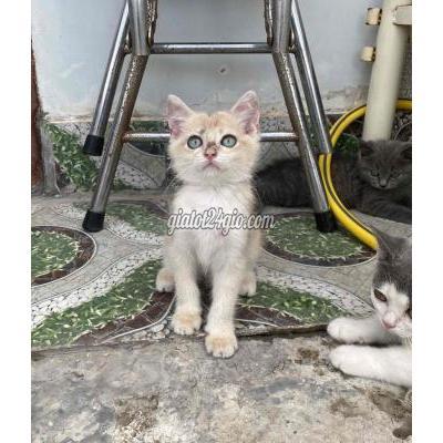 Mèo ( Vật Nuôi ) Thủ Đức - Hồ Chí Minh Mèo ( Vật Nuôi ) Thủ Đức - Hồ Chí Minh
