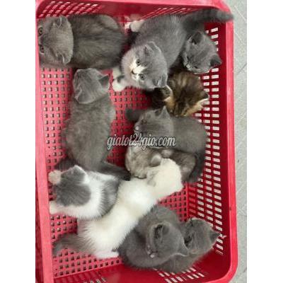 Mèo ( Vật nuôi ) - thủ đức - hồ chí minh | Mèo Anh Lông Ngắn đủ màu 2 ...