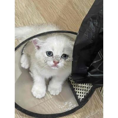 Mèo ( Vật nuôi ) - quận 1 - hồ chí minh | Mèo ALN nhà trồng tìn sen yêu thương hk ...