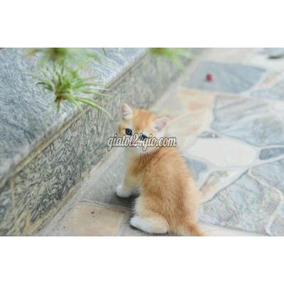 Mèo ( Vật nuôi ) - thanh trì - hà nội | MÈO GOLDEN CON TONE RED TÌM SEN YÊU ...