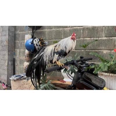 Gà ( Vật nuôi ) - buôn ma thuột - đắk lắk | Cần bán cặp Tân Châu chuối ...