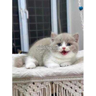 Mèo ( Vật Nuôi ) Quận 1 - Hồ Chí Minh Mèo ( Vật Nuôi ) Quận 1 - Hồ Chí Minh