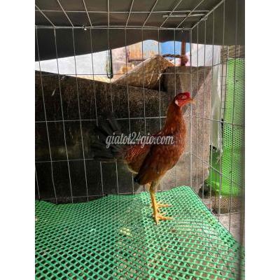 Gà ( Vật Nuôi ) Thủ Đức - Hồ Chí Minh Gà ( Vật Nuôi ) Thủ Đức - Hồ Chí Minh