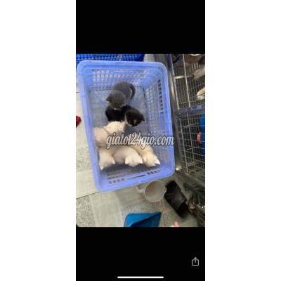 Mèo ( Vật Nuôi ) Quận 8 - Hồ Chí Minh Mèo ( Vật Nuôi ) Quận 8 - Hồ Chí Minh