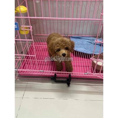Vật Nuôi Thú Cưng Thanh Khê - Đà Nẵng Vật Nuôi Thú Cưng Thanh Khê - Đà Nẵng