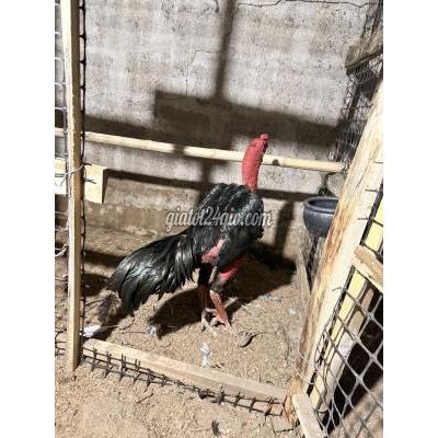 Gà ( Vật nuôi ) - triệu phong - quảng trị | Trống đúc hạng ...