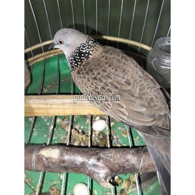 Chim ( Vật nuôi ) - bình chánh - hồ chí minh | Mái dòng Malai đã đẻ ...