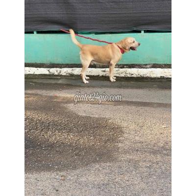 vật nuôi thú cưng - biên hòa - đồng nai | bé đực đẹp ...