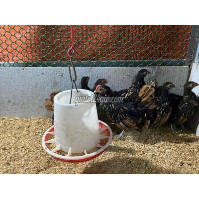 Gà ( Vật nuôi ) - bình chánh - hồ chí minh | gà vảy cá ...