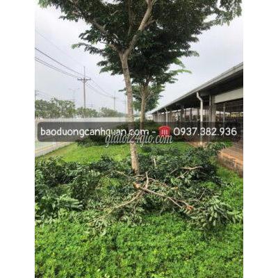 dịch vụ long thành đồng nai | nhận cắt tỉa cây... dịch vụ long thành đồng nai | nhận cắt tỉa cây...