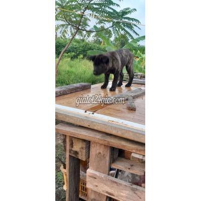 vật nuôi thú cưng - mê linh - hà nội | Bán một em côc ...