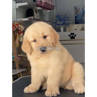 vật nuôi thú cưng - long biên - hà nội | ...